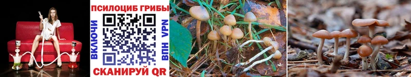 МЕГА ССЫЛКА Кубинка Псилоцибиновые грибы Cubensis где купить наркоту